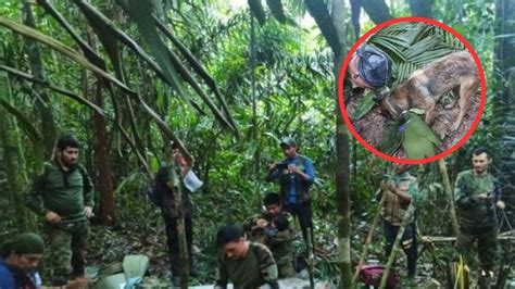 Cómo siguen los cuatro niños que fueron rescatados en la selva colombiana